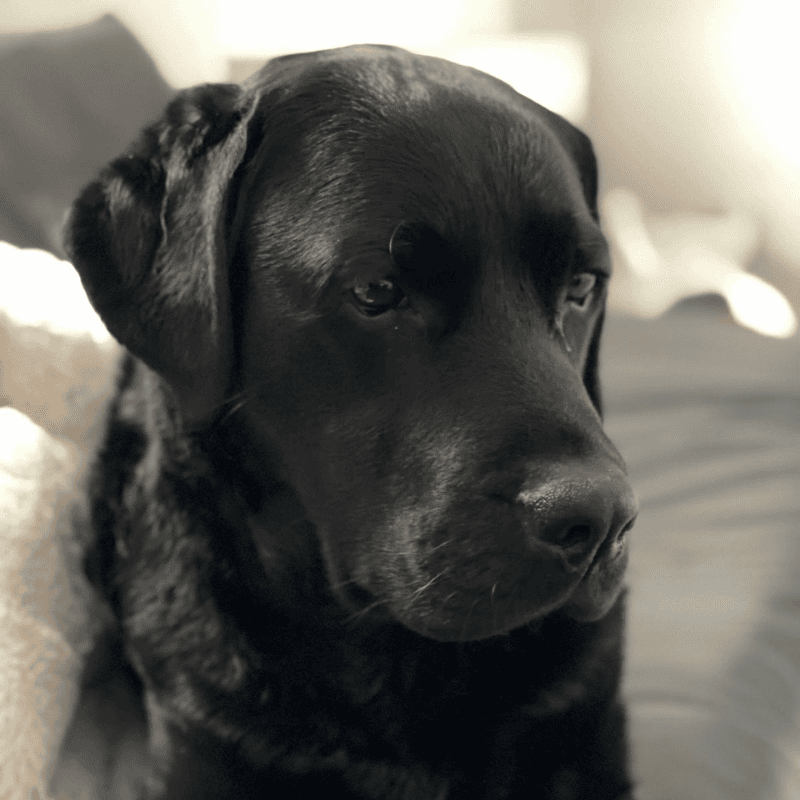 Ein schwarzer Labrador, der im Büro mit dabei ist und fester Bestandteil des Teams ist